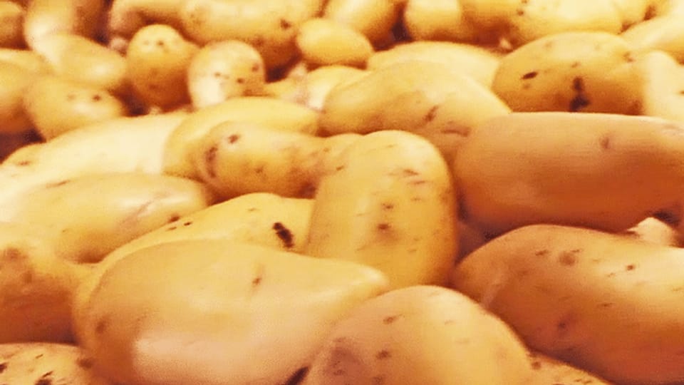 Die Schweiz verschwendet riesige Mengen Kartoffeln