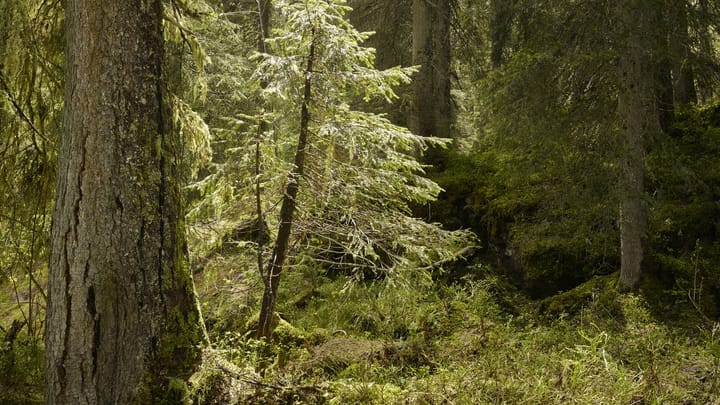 «Empty Forest Syndrome»: In den Urwäldern wird es langsam leer