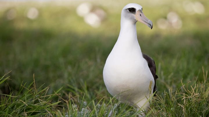 Albatros-Oma im Mutterglück