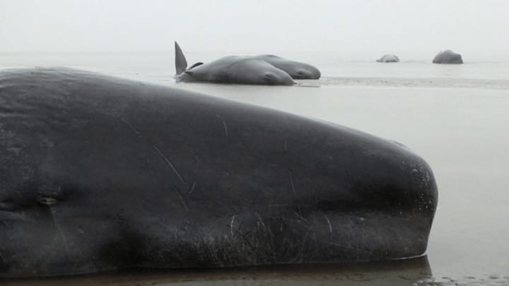 Lässt Lärm Wale stranden?
