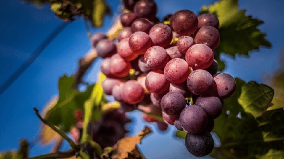 Die Wilden der Weinwelt – neue Richtungen im alten Kulturgut