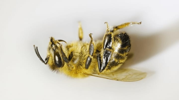 Insektensterben – wie schlimm ist es wirklich?