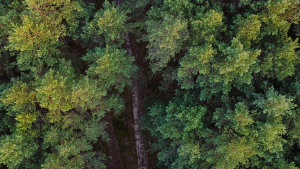 Bäume und Klima: Die Suche nach dem Wald der Zukunft