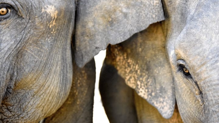 Arbeitslos, geschunden und verehrt: Elefanten in Burma