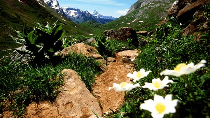 Alpenflora: Biodiversität bei Gipfelpflanzen