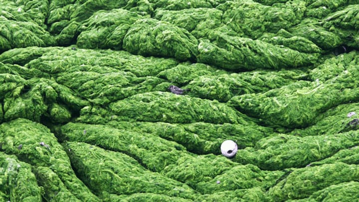 Energiegewinnung aus Algen