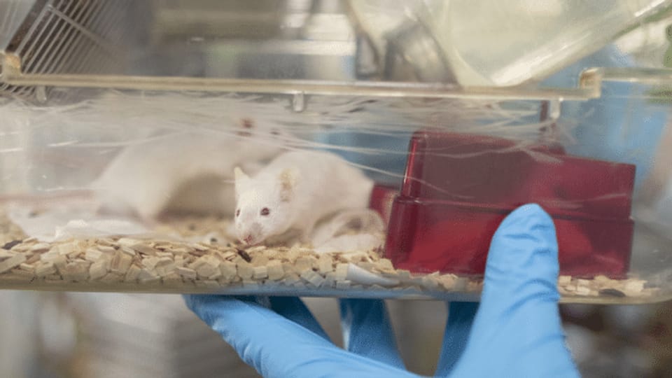 Sterben für die Forschung – zu Besuch im Tierversuchslabor