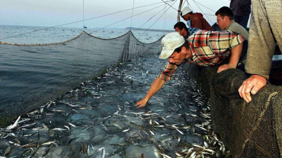 Was tun gegen die Überfischung der Meere?