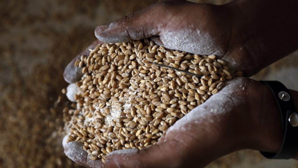 Export von Getreide aus der Ukraine harzt