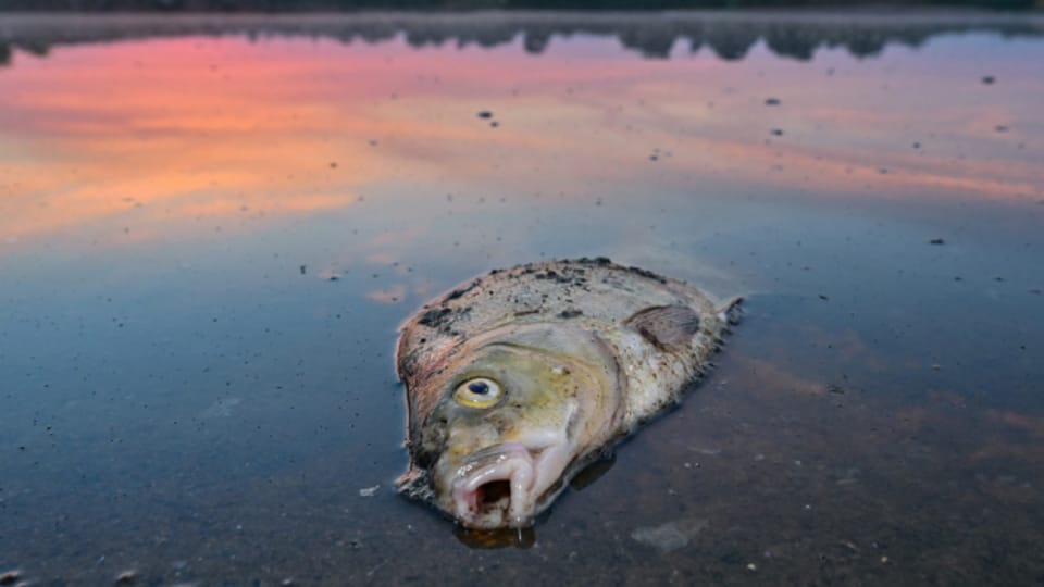 Fischsterben in der Oder: Polen prescht bei Aufarbeitung vor