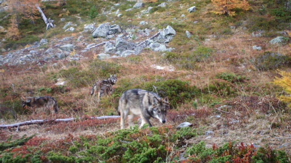 Wachsende Wolfsbestände: Ständerat will Jagdgesetz ändern