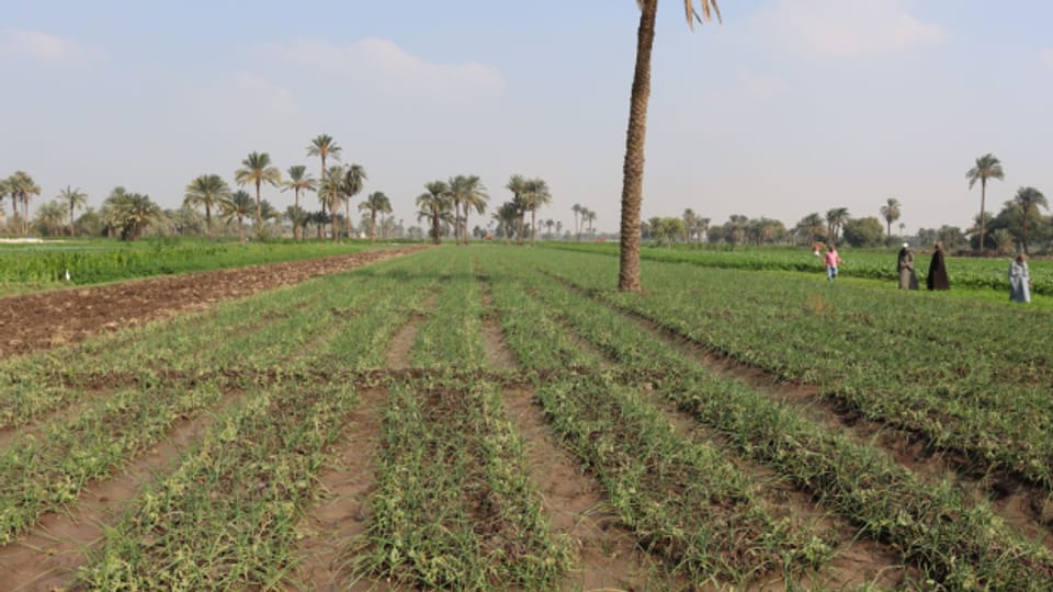 Klimawandel bringt ägyptische Knoblauch-Bauern in Bedrängnis
