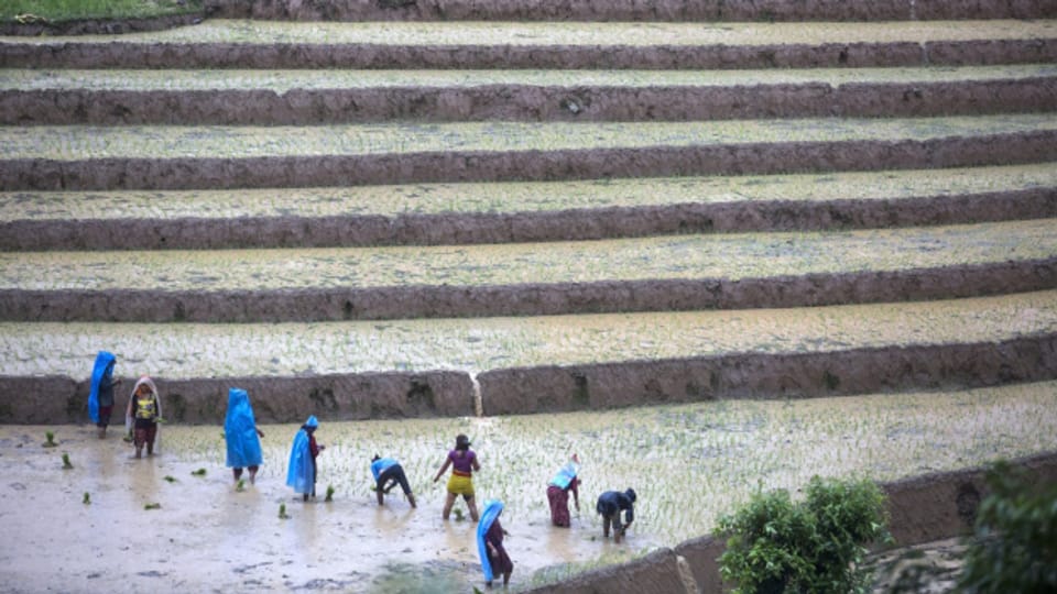 Der Reisanbau geht wegen des Klimawandels stark zurück