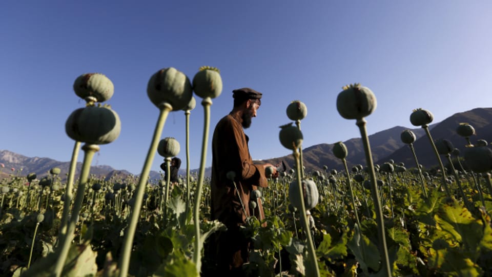 Afghanistan: Deutlicher Rückgang des Opiumanbaus