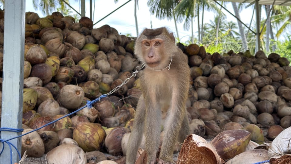 Thailand: Wie Affen als Erntehelfer ausgenutzt werden