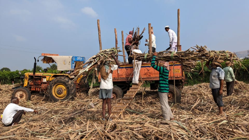 Indien: Ein hartes Leben für den Zucker