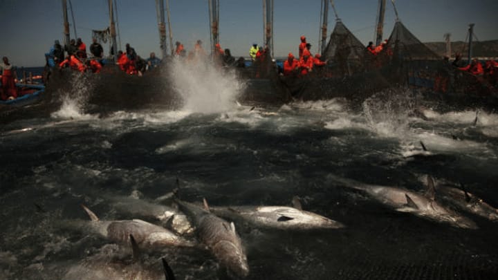 Verhindern die neuen Reglen die Überfischung der Meere? Gespräch mit Wissenschaftsjournalistin Dagmar Röhrlich.