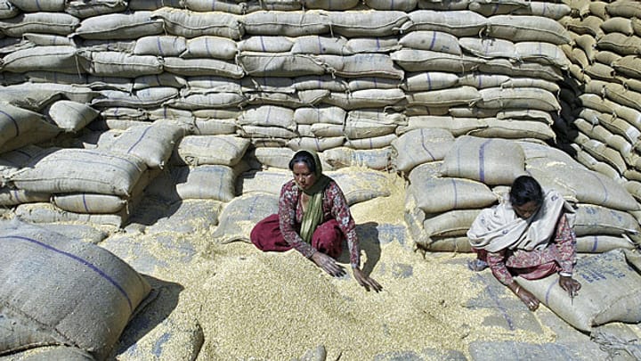 Getreideberge im indischen Gliedstaat Haryana verschimmeln