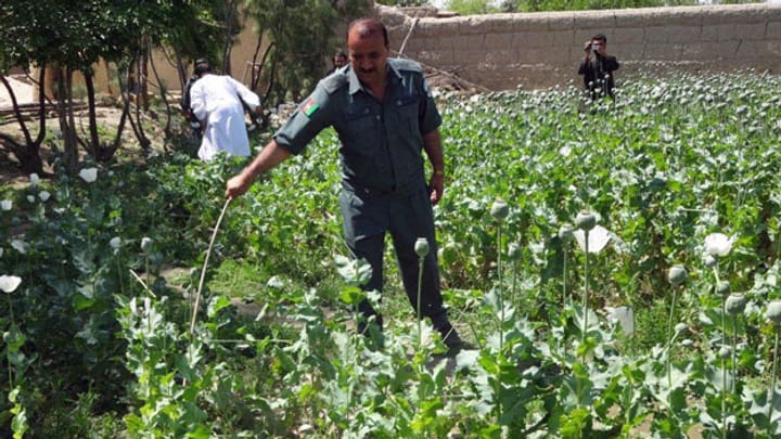 Mehr Opium aus Afghanistan