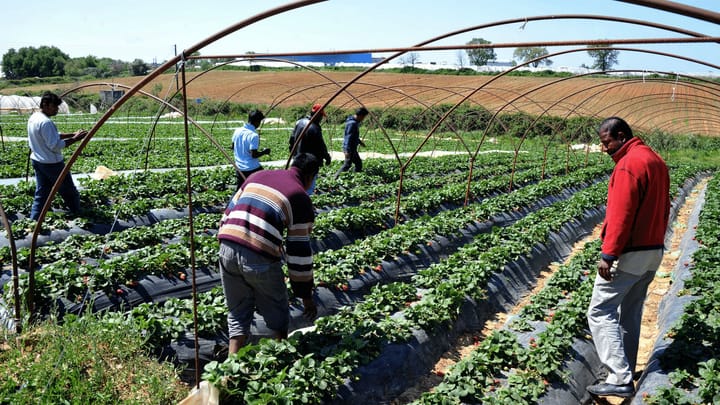«Auf griechischen Erdbeerfarmen herrscht seit Jahren Ausbeutung»