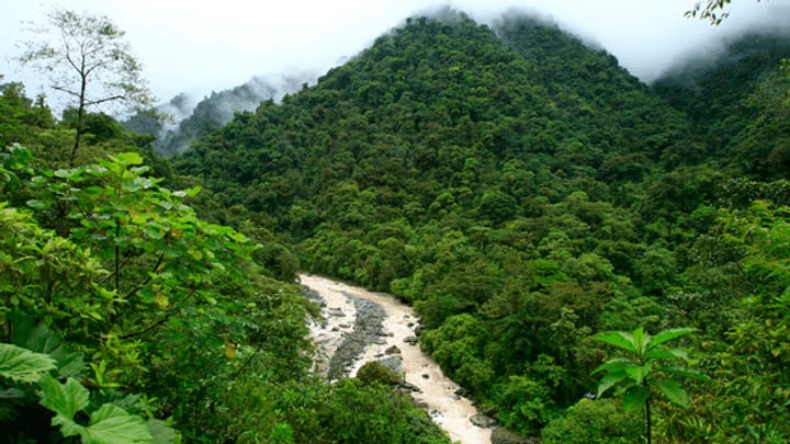 Regenwald-Abholzung geht zurück
