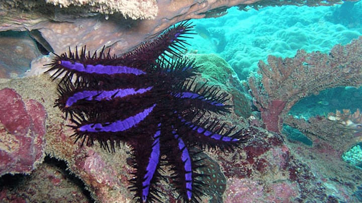 Korallenfressende Monster gefährden Tourismusparadies Fidschi