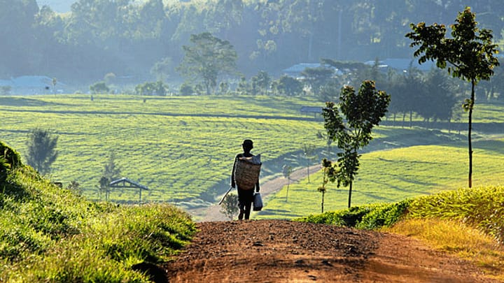 Kenia - mit Bewässerung und guten Strassen gegen den Hunger