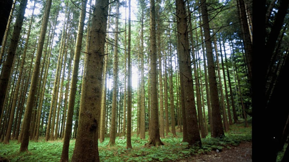 Europäischer Wald nützt dem Klima mehr als gedacht