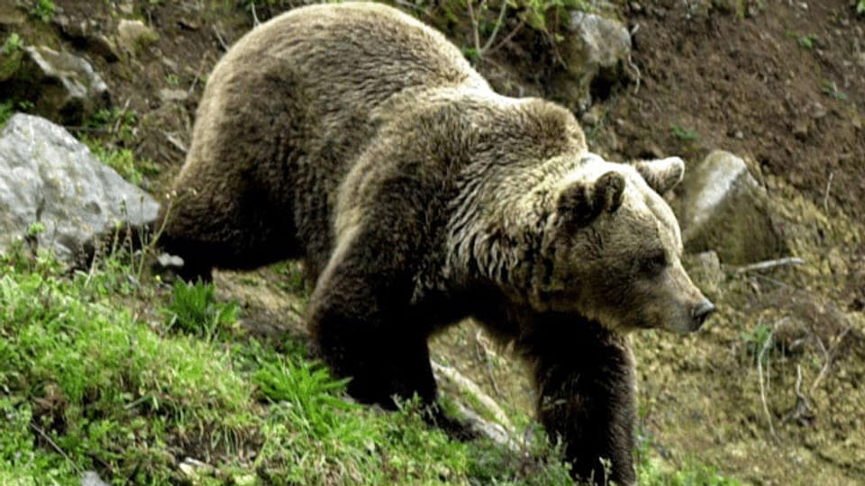 Das Ende der lukrativen Bärenjagd in Rumänien