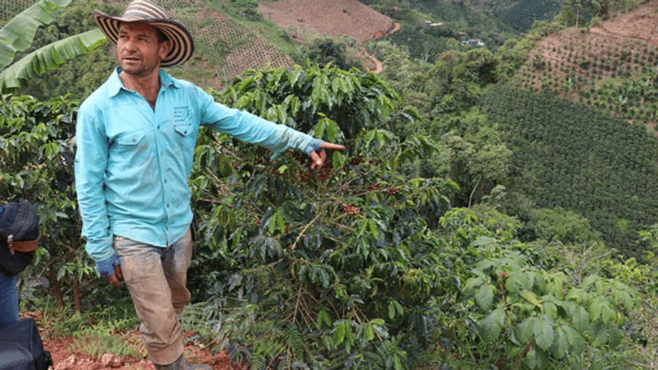 Die Sorgen kolumbianischer Kaffee-Bauern