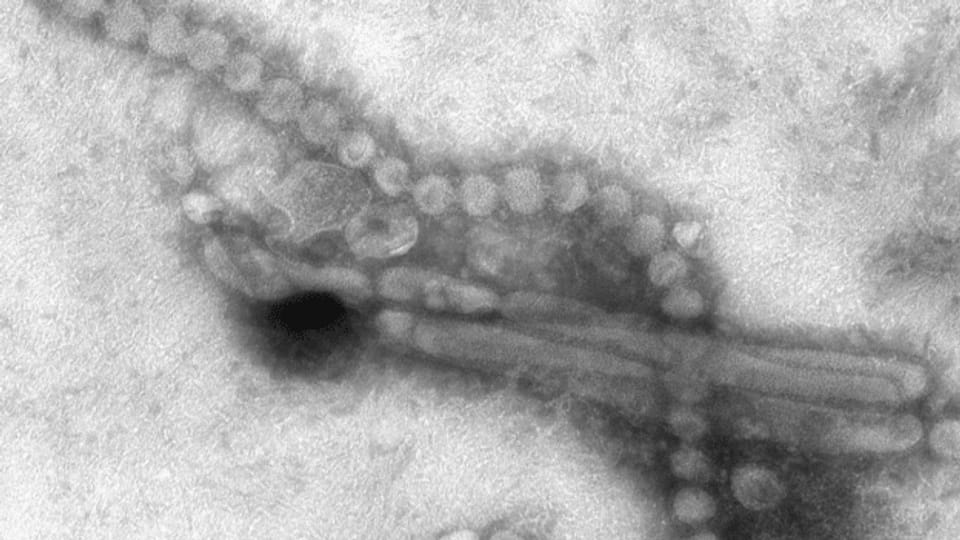 Wiederaufnahme umstrittener Forschung an Grippeviren