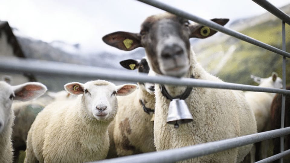 Was nützt Schafwirtschaft?
