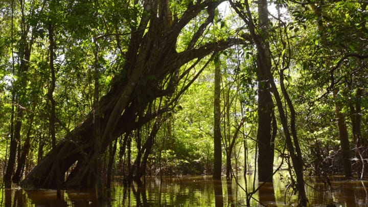 Amazonas-Regenwald – die grüne Lunge der Welt