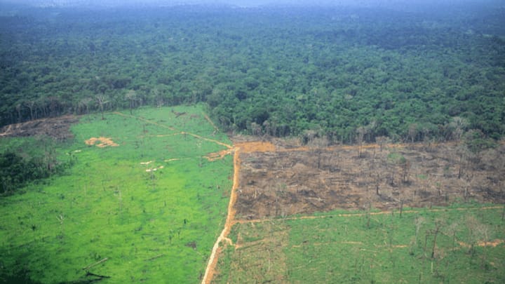 Weniger Geld für Brasiliens Regenwald