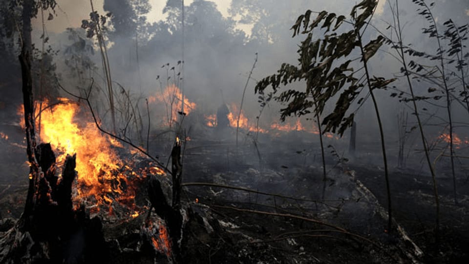 Brände im Amazonasgebiet - was können andere Staaten tun