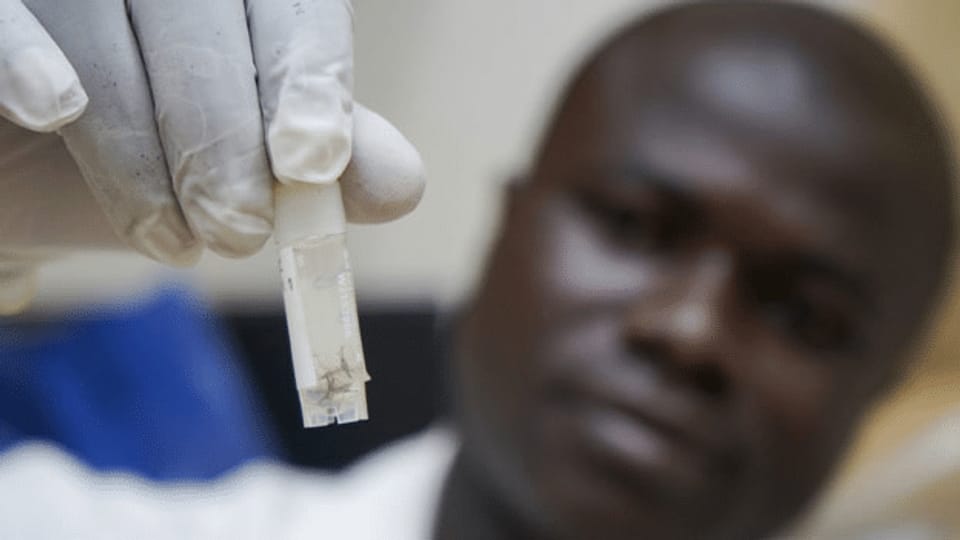 Malaria-Dezimierung: Afrika als Versuchskaninchen?