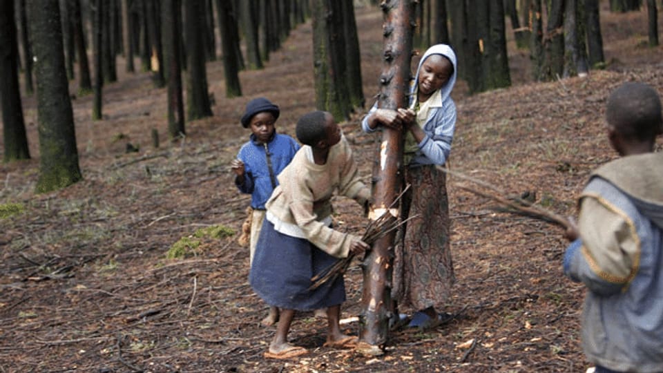 Auch Afrikas Wälder werden abgeholzt