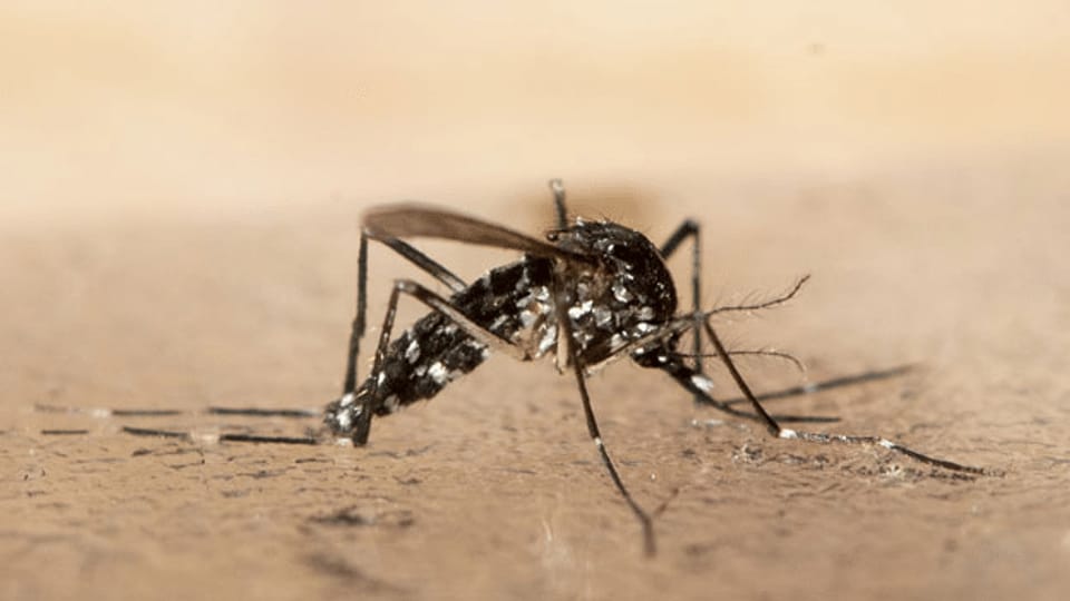 Genmutierte Mücken im Kampf gegen Tigermücken