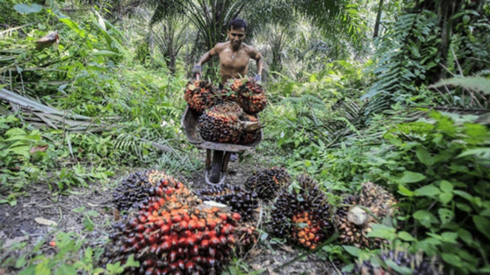 Indonesien will verstärkt auf Palmöl setzen