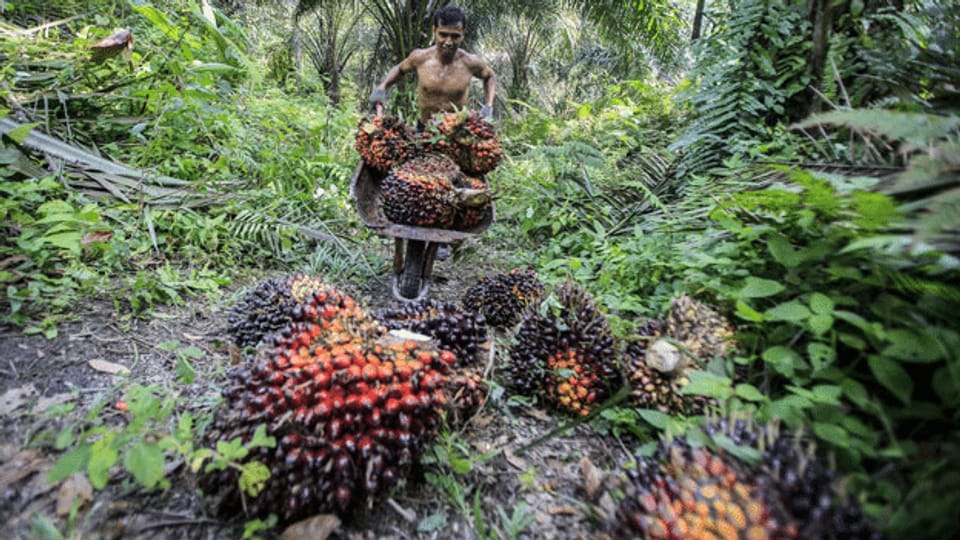 Indonesische Palmölplantagen bedrängen die Indigenen