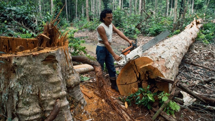 Archiv: Die Abholzung im Amazonas geht ungebremst weiter