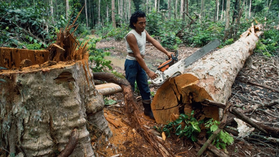 Amazonas: Abholzung geht ungebremst weiter