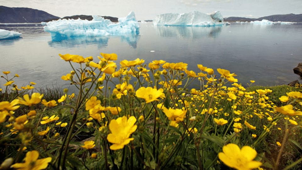 Grönland will zurück auf die Weltbühne