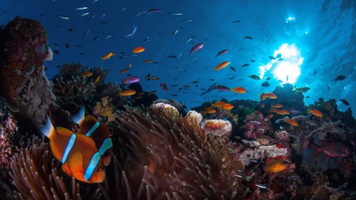 Australien: Great Barrier Reef vorerst kein «gefährdetes Welterbe»