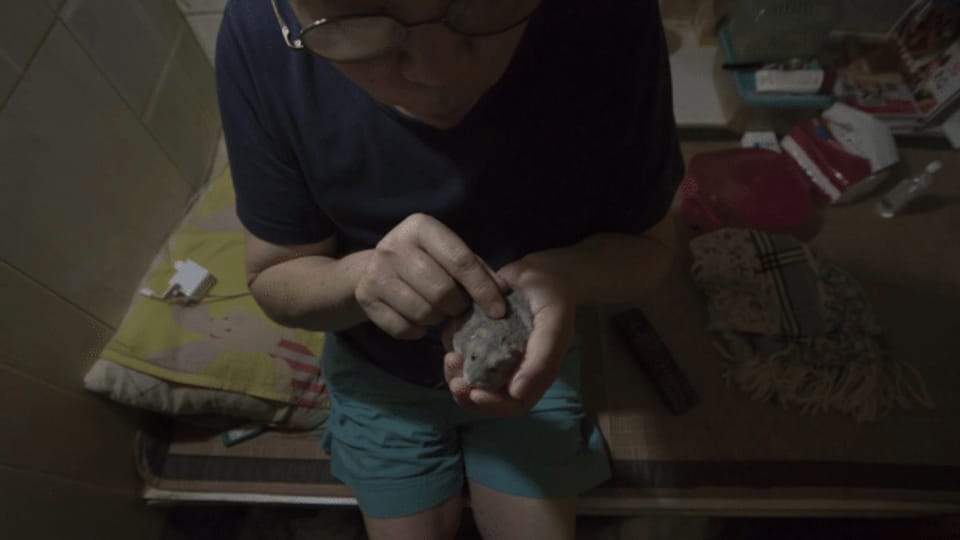 Hongkong: Regierung will tausende Hamster töten