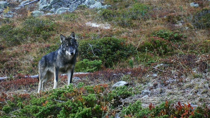 Archiv: Positionspapier soll Umgang mit dem Wolf regeln