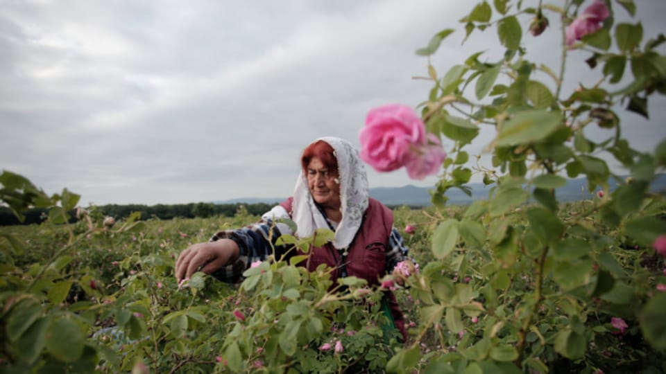 Bulgarien: Waffen statt Rosen