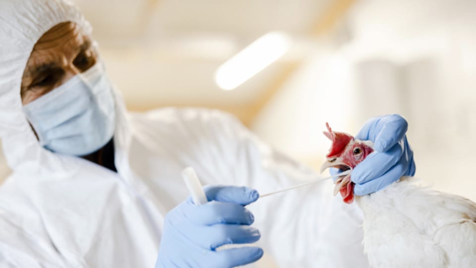 Die Vogelgrippe breitet sich weiter aus. Das Gespräch mit der Tierseuchen-Expertin