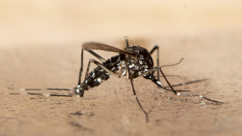 Hilfe der Bevölkerung gefragt: Sprechstunde gegen Tigermücken