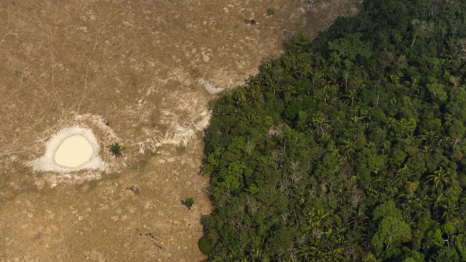 EU geht gegen Entwaldung in den Tropen vor